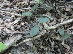 Amelanchier arborea