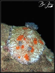 Platydoris cruenta