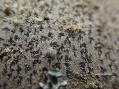 Arthonia radiata