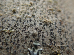 Arthonia radiata