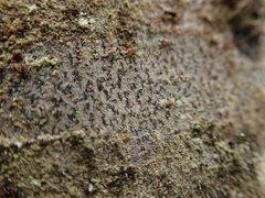 Arthonia radiata