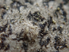 Arthonia radiata