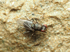 Ochthera tuberculata