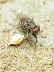 Ochthera tuberculata