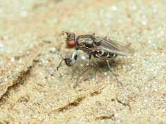 Ochthera tuberculata