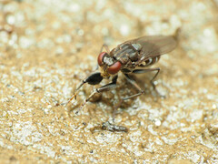 Ochthera tuberculata