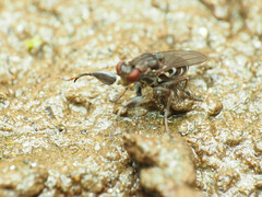 Ochthera tuberculata