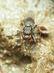 Ochthera tuberculata