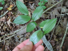 Uvularia puberula