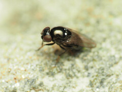 Ephydridae