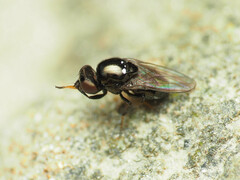 Ephydridae