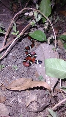 Lampropeltis polyzona