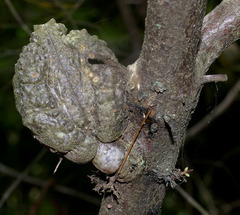 Hakea bakeriana