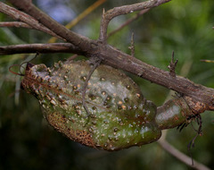 Hakea bakeriana