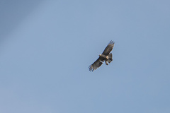 Nisaetus nipalensis