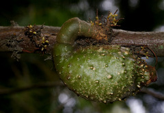 Hakea bakeriana