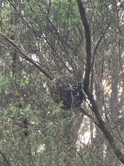 Rhipidura fuliginosa