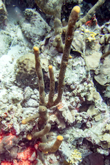 Bergia puertoricense