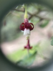 Ribes menziesii