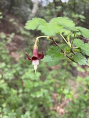 Ribes menziesii