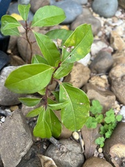 Cinnamomum