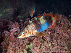 Serranus papilionaceus