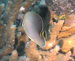 Chaetodon triangulum