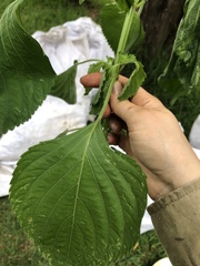 Perilla frutescens