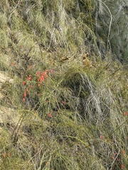 Russelia equisetiformis