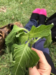 Perilla frutescens
