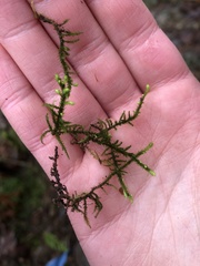 Claopodium crispifolium