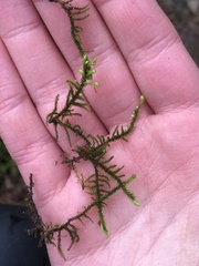 Claopodium crispifolium