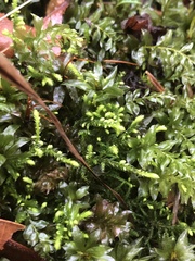 Claopodium crispifolium