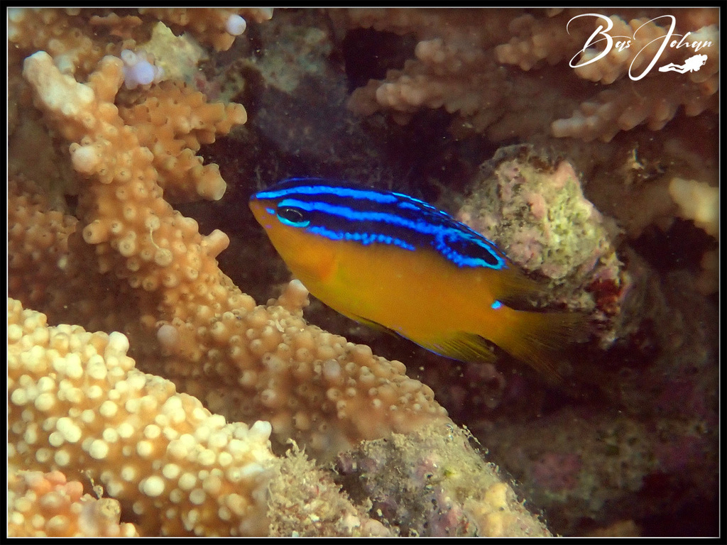 Bluespot Damsel