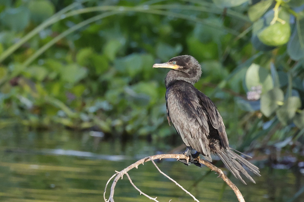 Neotropic Cormorant