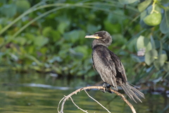 Neotropic Cormorant photo 1