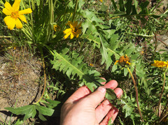 Balsamorhiza