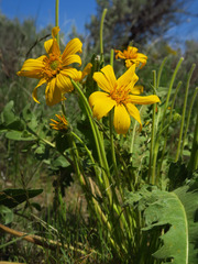 Balsamorhiza