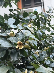 Magnolia figo