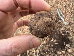 Elaphomyces muricatus