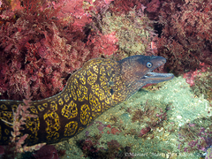 Moray Eel photo 4