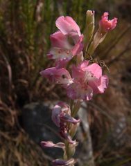 Gladiolus vernus