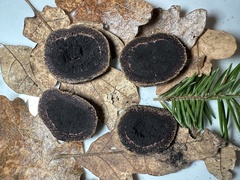 Elaphomyces muricatus