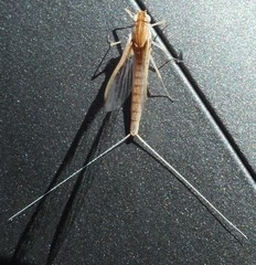 Callibaetis montanus