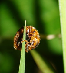 Henosepilachna vigintisexpunctata
