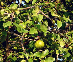 Xylocarpus moluccensis