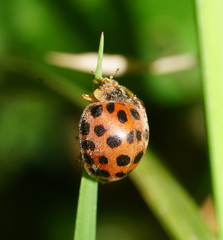 Henosepilachna vigintisexpunctata