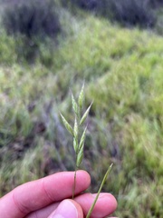 Bromus hordeaceus