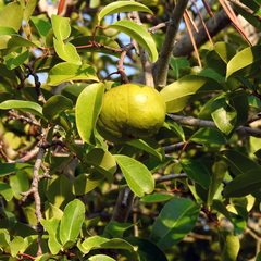 Xylocarpus moluccensis