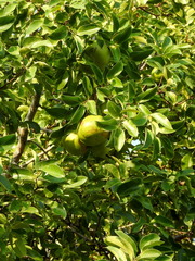 Xylocarpus moluccensis